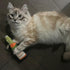 Meowijuana Get Toasted Refillable Champagne Bottle Cat Toy - Poudre Pet & Feed Supply 4
